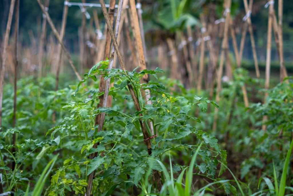 Rangée de plants de tomate tuteurés au champ