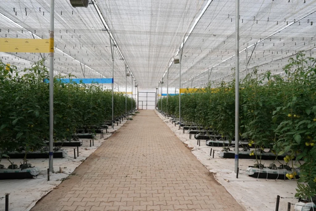 Allée d'une serre de tomates en culture hydroponique