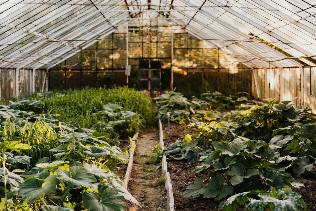 Cultures maraîchères en production à l'intérieur d'une serre agricole