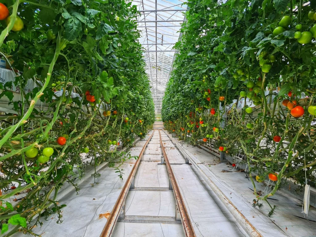 Rangées de tomates conduites hors sol dans une serre de production