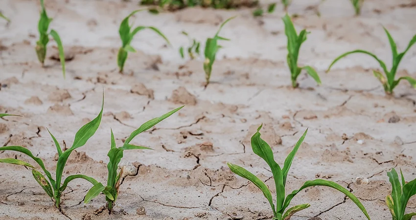 Young maize seedlings on a plot monitored by JOGOO Agriculture