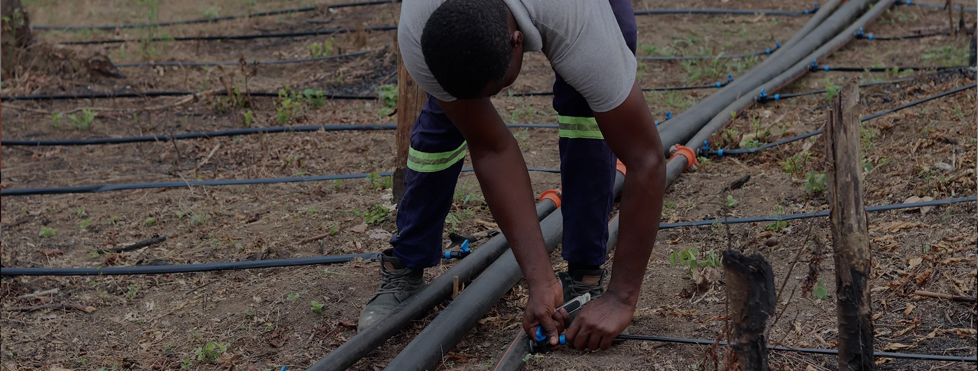 JOGOO technician installing a drip line in the field