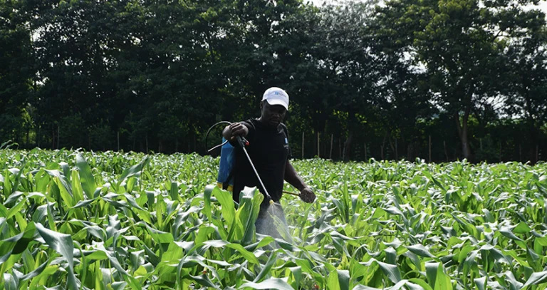 Fall armyworm (Spodoptera frugiperda): an integrated pest management plan for maize