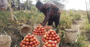 Culture de la tomate : itinéraire technique