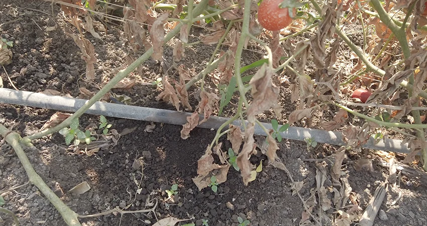 Parcelle irriguée en goutte à goutte