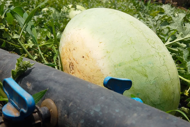 Watermelon Farming: Sowing, Irrigation and Yield per Hectare