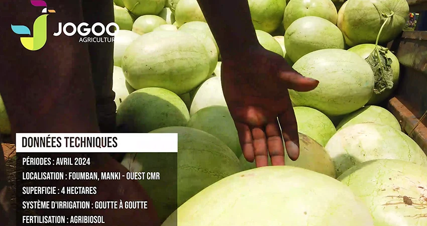 Watermelon Farming Guide: Technical Sheet