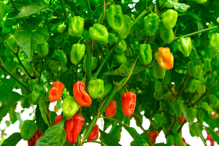 Chili peppers on the plant at full production