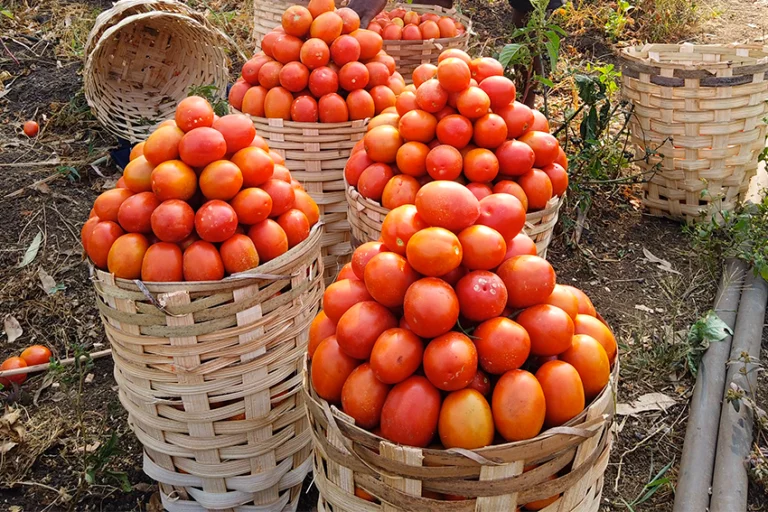 Tomato Late Blight in Tropical Climates: Identify, Prevent, Treat