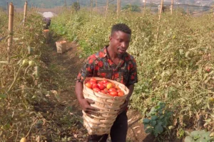 Plantation de la tomate en 2026 : guide complet du semis à la récolte