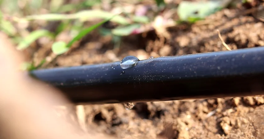 Goutte à goutte en maraîchage : les erreurs qui font échouer les petits périmètres