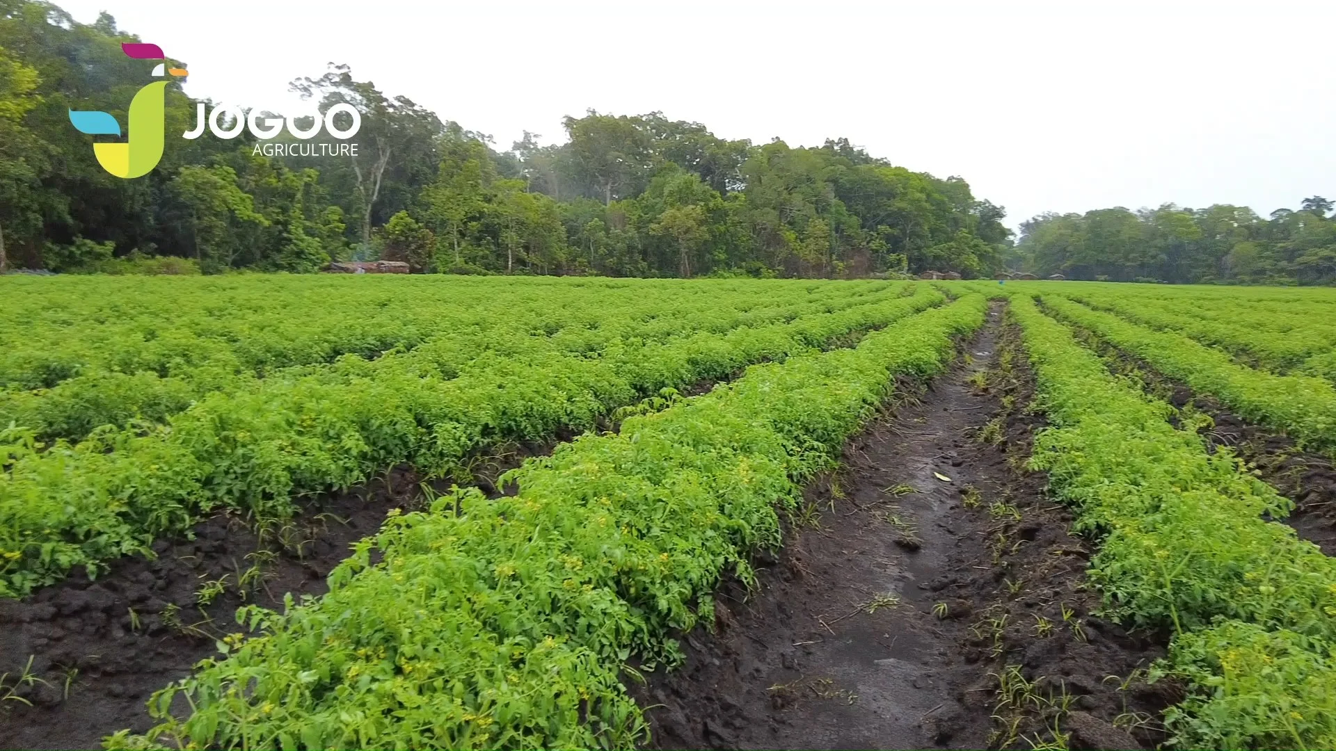 Vegetable field in production set up by JOGOO Agriculture