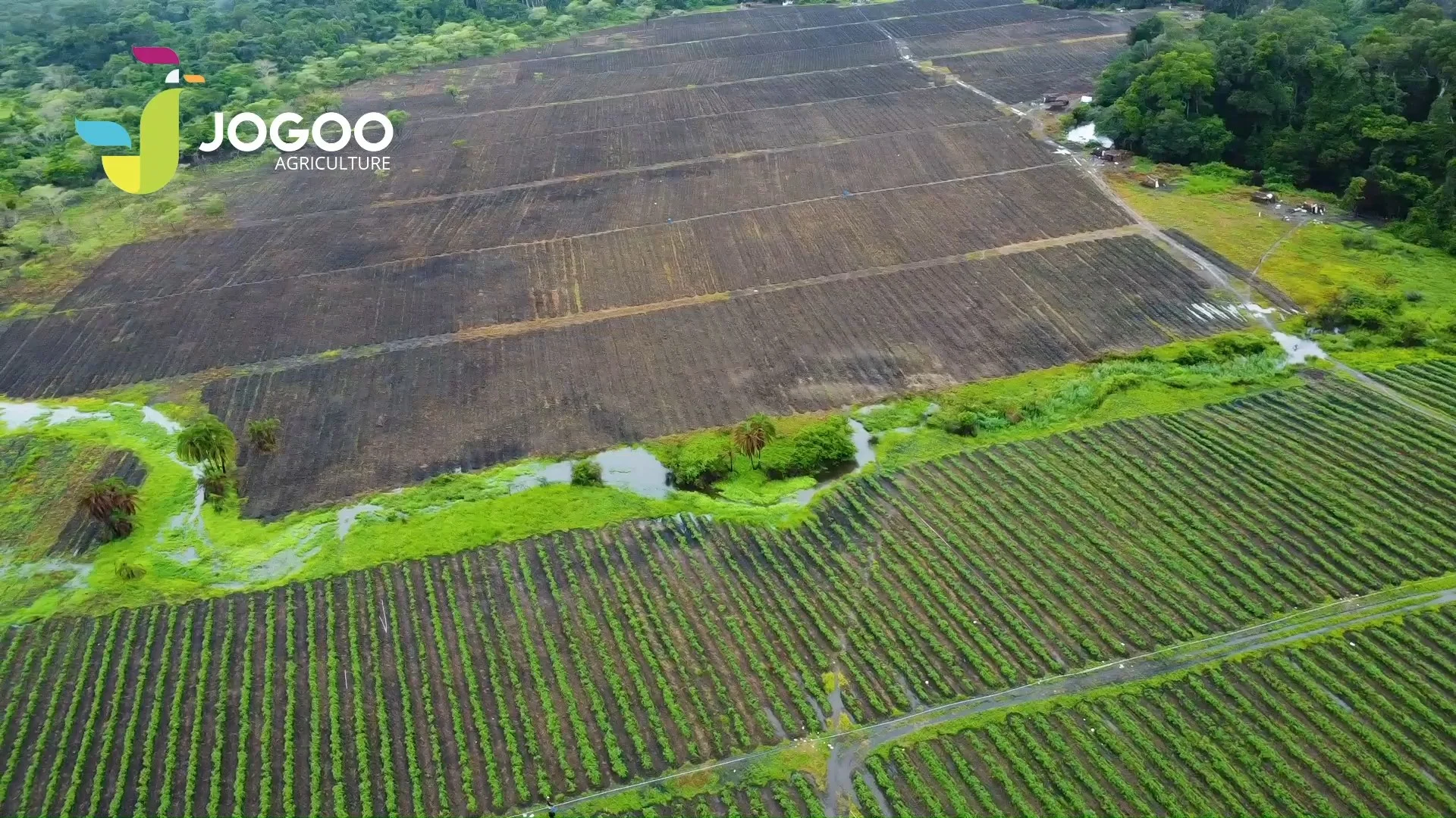Newly prepared plot next to standing crops, JOGOO turnkey project