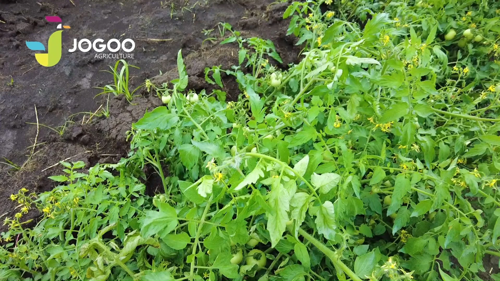 Vigorous tomato plant in the field, plot supported by JOGOO