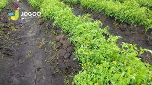 Faut-il une analyse de sol avant de fertiliser une parcelle de maïs ?