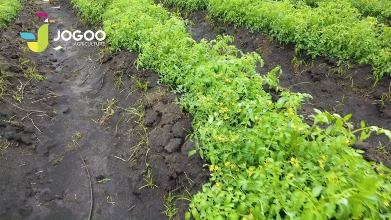 Do You Need a Soil Test Before Fertilising a Maize Plot?