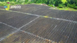 Potato Irrigation: Which Equipment to Install Before Planting