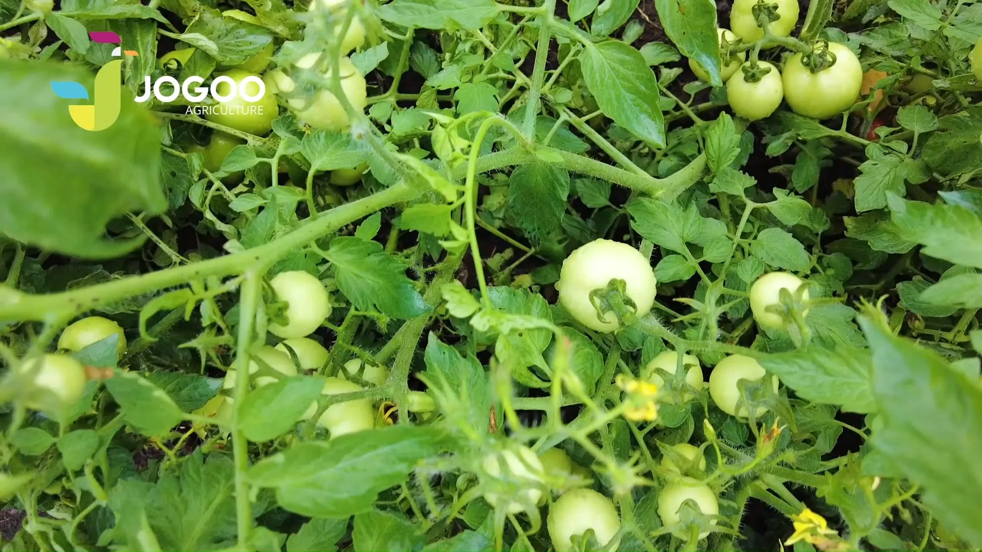 Tomatoes forming on a healthy plant, crop followed by JOGOO