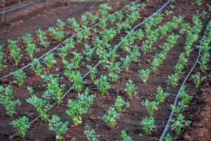 Installer un goutte à goutte sur une parcelle de gingembre