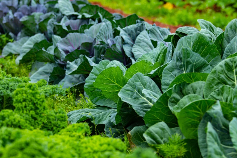 Why Mulch a Cabbage Bed, and With What Material