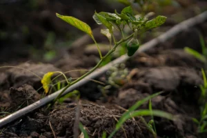 Fertigation Through Drip Irrigation: Injecting Fertiliser Into the Network, Step by Step