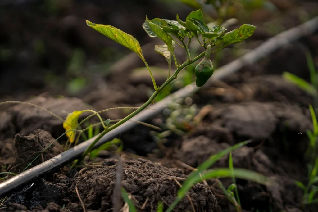 Ligne de goutte à goutte posée au pied d'un jeune plant au champ