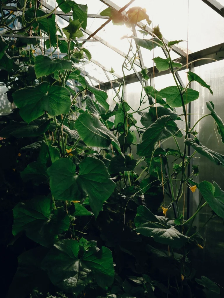 Which Substrate for Soilless Growing Under Cover: Coir, Rice Husk or Sand