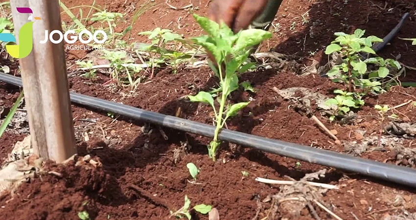 Système d&rsquo;irrigation goutte à goutte : coûts, installation et meilleures cultures pour les fermes africaines