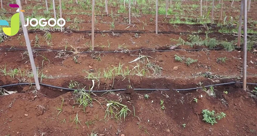 Jeunes plants irrigués en goutte à goutte