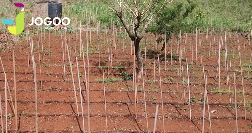 Plot of young plants under drip irrigation
